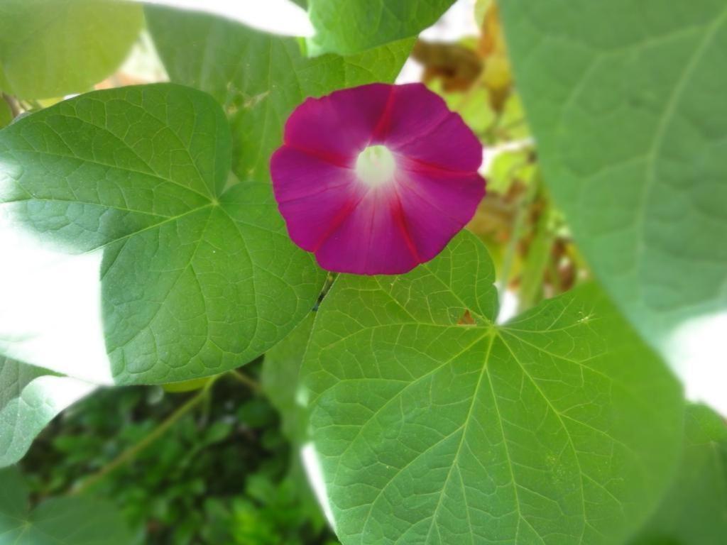 Dali Four Season Flower Inn Dali (Yunnan) Exterior foto